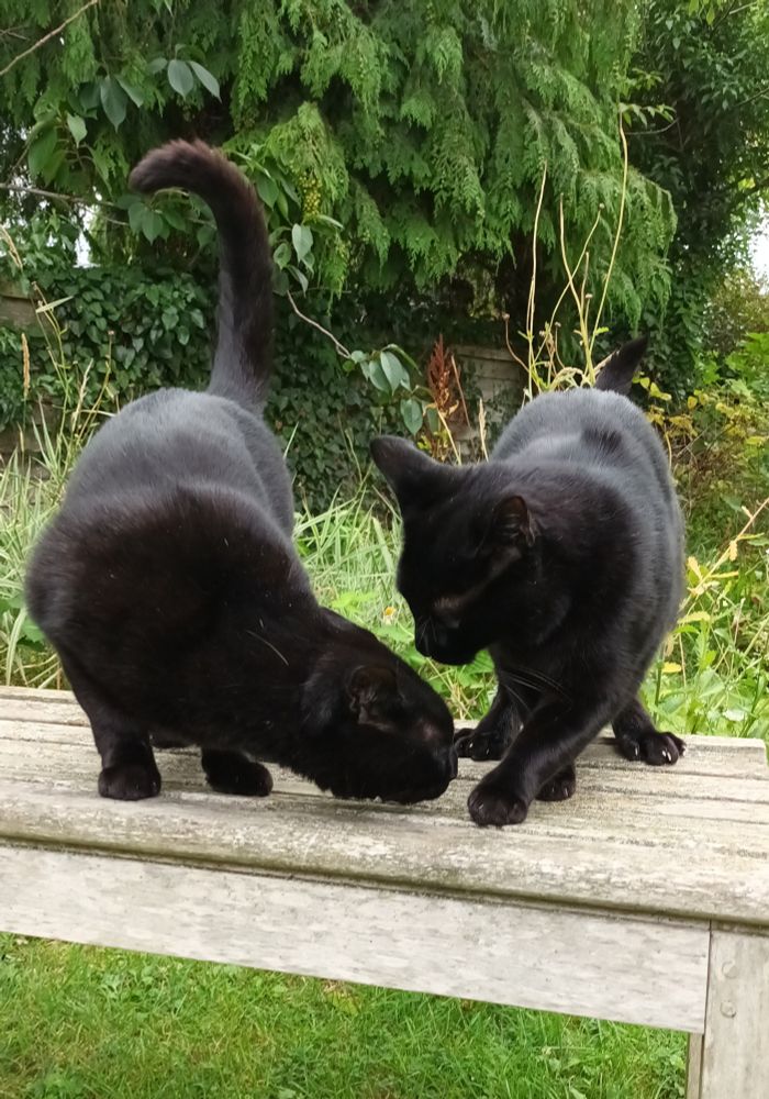 Two black cats on a bench on a garden. One is smelling the others foot.