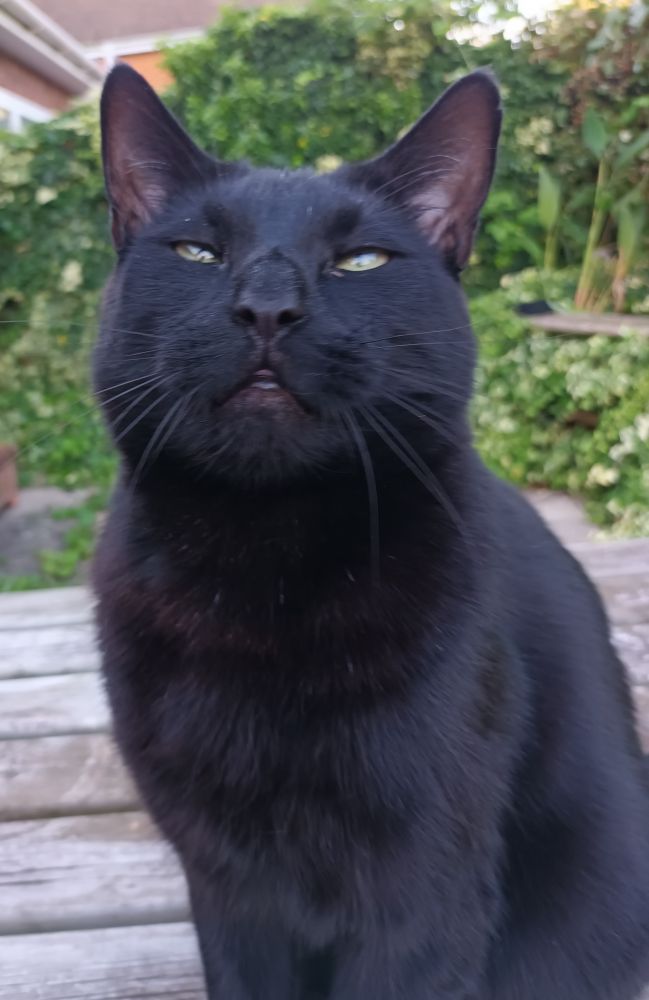 An all black cat sits on a wooden garden table. There is greenery in the background. He has yellow eyes thar are slightly closed. He has a soppy look on his handsome face.