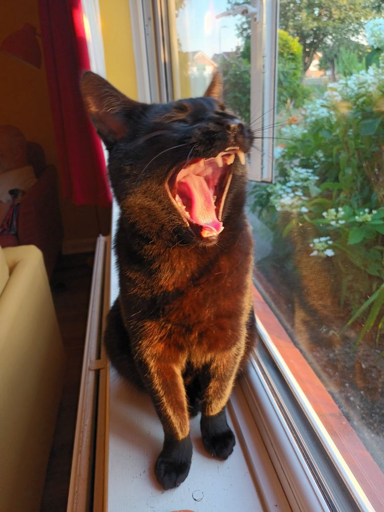 A black cat sits on a windowsill doing a big yawn. Mouth wide open. Lots of teeth.