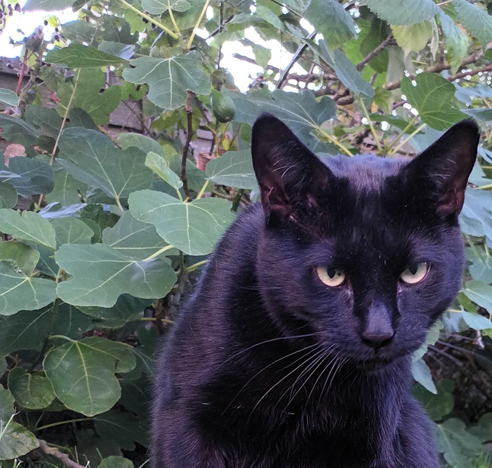 A black cat with yellow eyes is hunched in front of a fig tree.