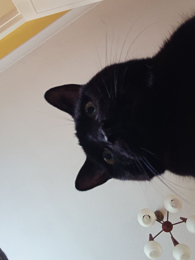 A black cat is looking down at the camera. There is ceiling and lighting above.