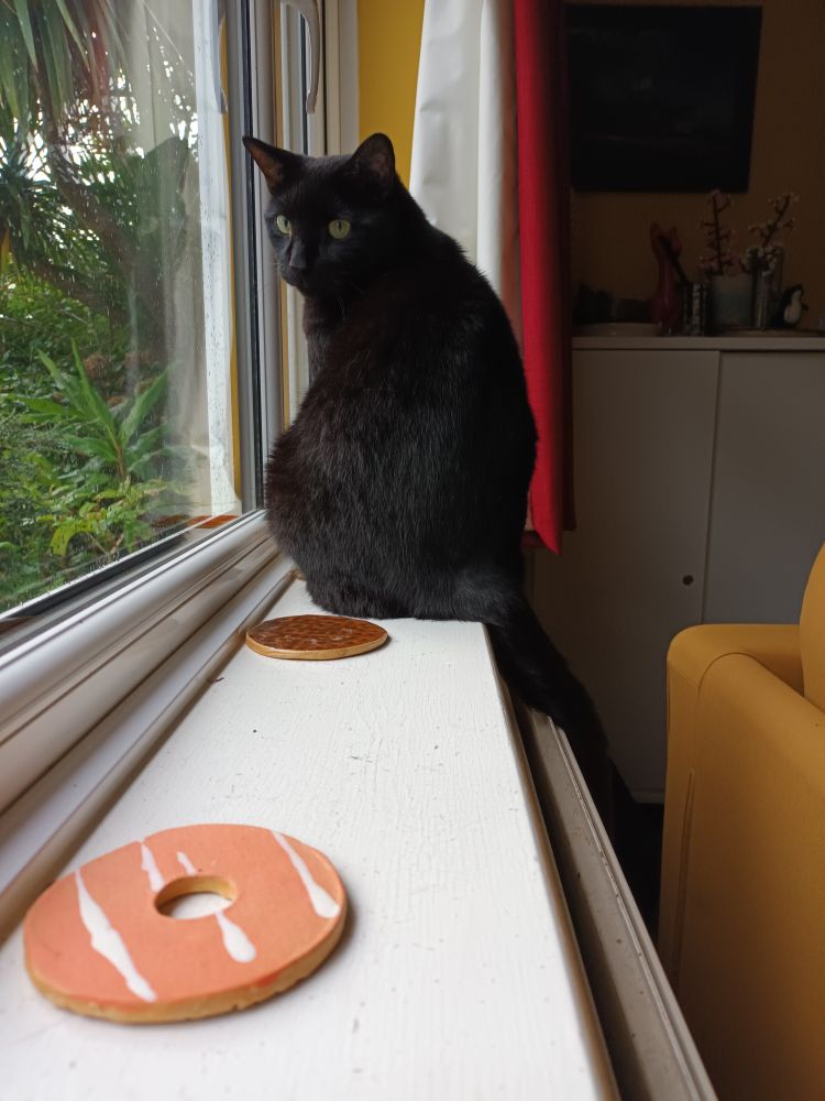 A black cat sits on a windowsill looking out, slightly over his shoulder. There is greenery beyond the glass.