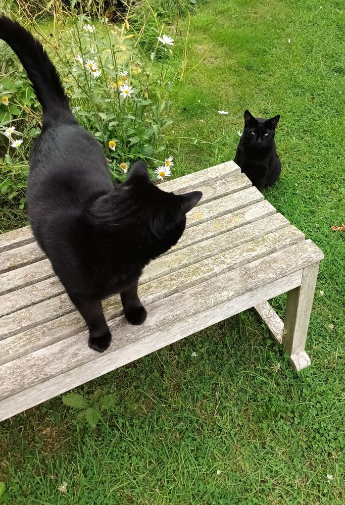 A black cat stands on a wooden garden bench on a lawn. He is looking away from the camera at another black cat who is sitting on the grass next to the bench.