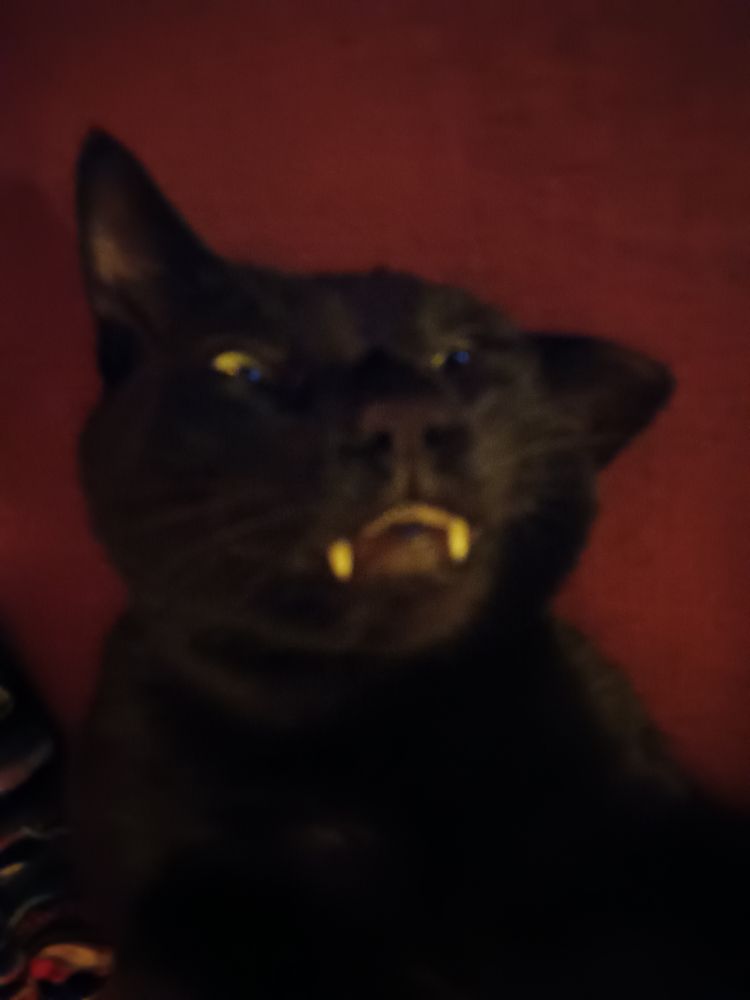 A black cat lies on a dark red settee. He has one eye closed and one ear at a funny  angle. He is showing vampire teefs.
