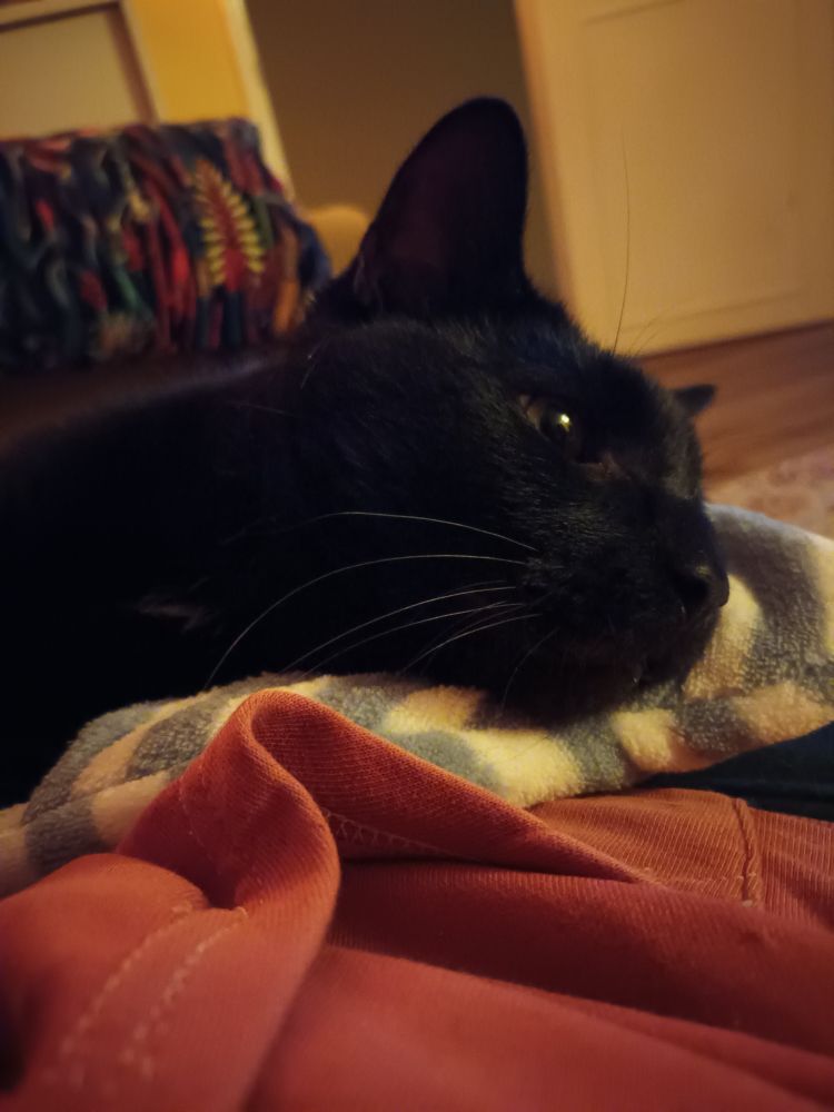 A head and shoulders picture of a black cat. He is lying on an unseen lap with his head resting on a blue and white striped hot water bottle. He has a dreamy look on his face.