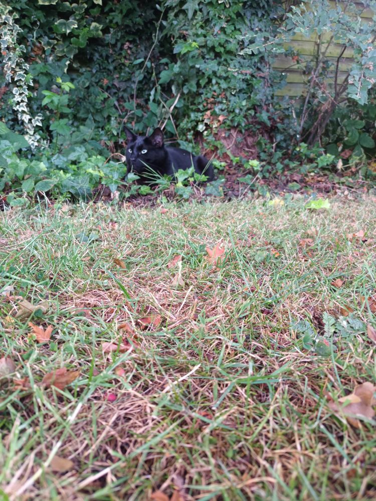 A black cat hides in green shrubbery.