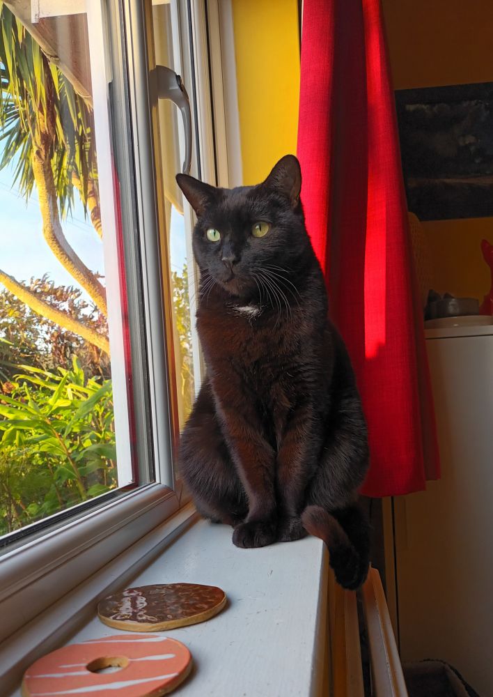A black cat with a tiny patch of white on his chest sits on a windowsill. There is garden beyond.