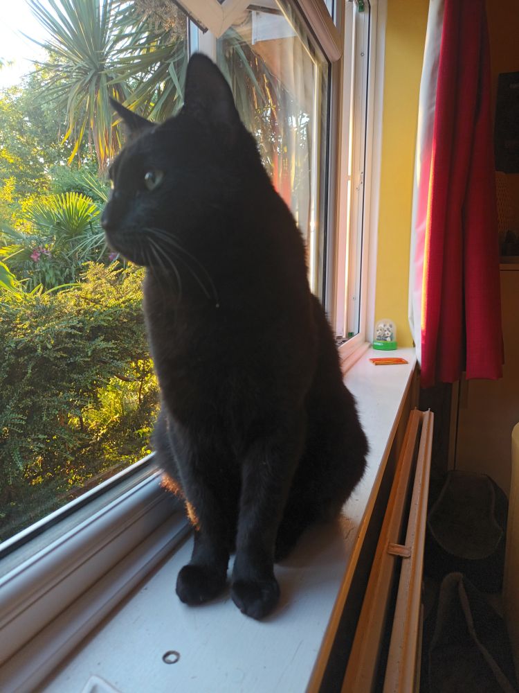 A black cat sits on a windowsill looking out. There is greenery outside and red and yellow decor within. 