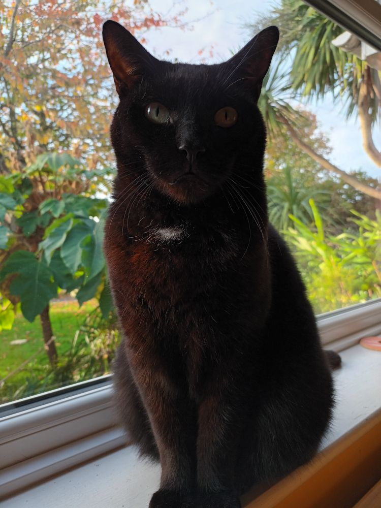 A black cat sits on a windowsill looking forward to the camera. There is garden beyond.