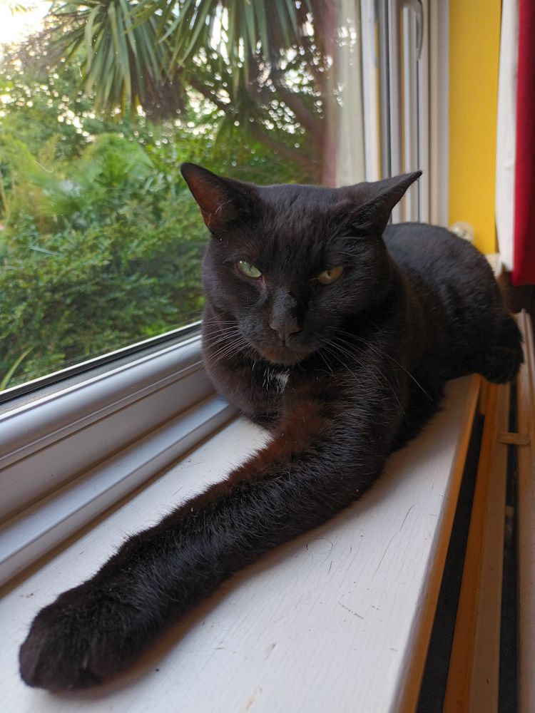 A black cat with a small white patch on his chest lies on a white windowsill. He has one leg stretched out in front. There is greenery outside the window.