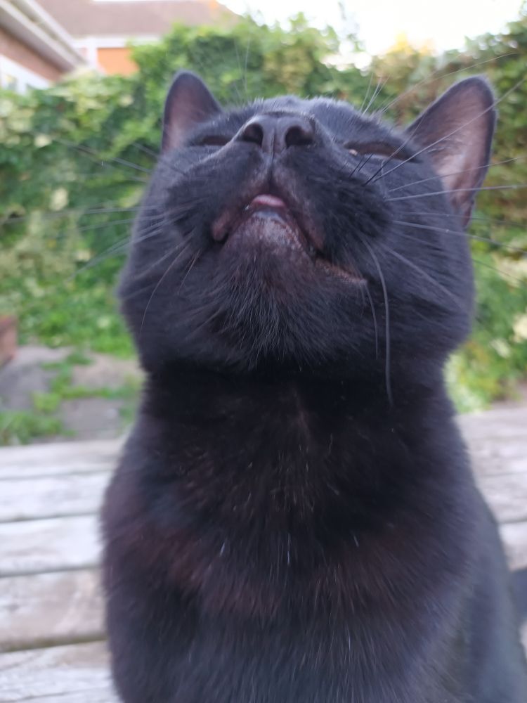 A back cat sits on a wooden garden table. His head is tipped back showing an odd view of his nose and chin. And a tiny bit of tongue sticking out. Greenery to the rear.
