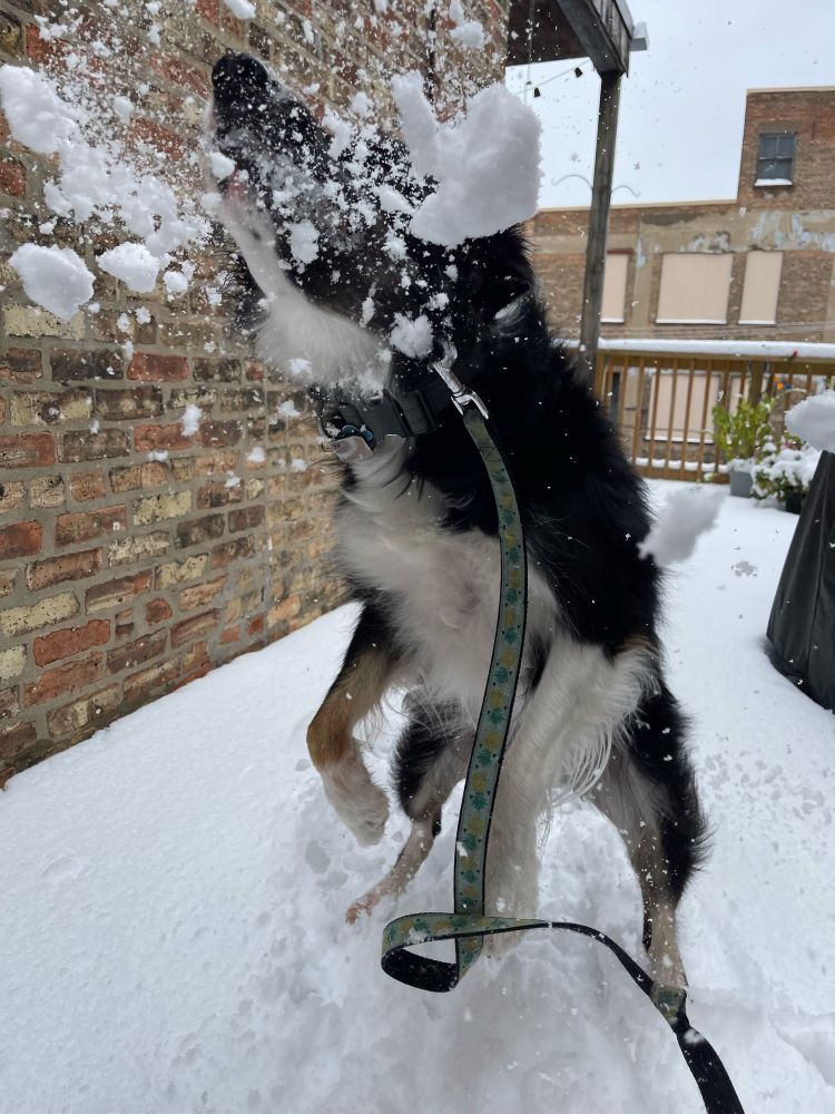 Jumping for snow 