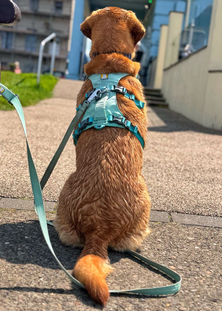 A fox red Labrador, fur is wet from swimming, wearing a pale turquoise harness. Photo taken from directly behind.