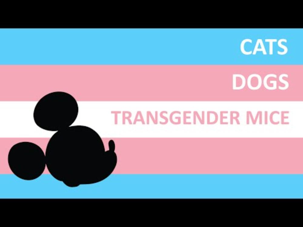 Cats, Dogs, Transgender Mice