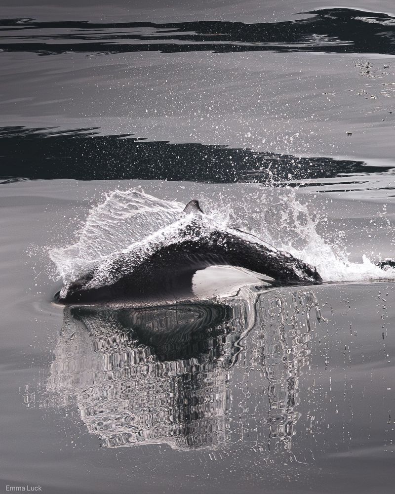 A Dall’s porpoise rooster tails at the surface 