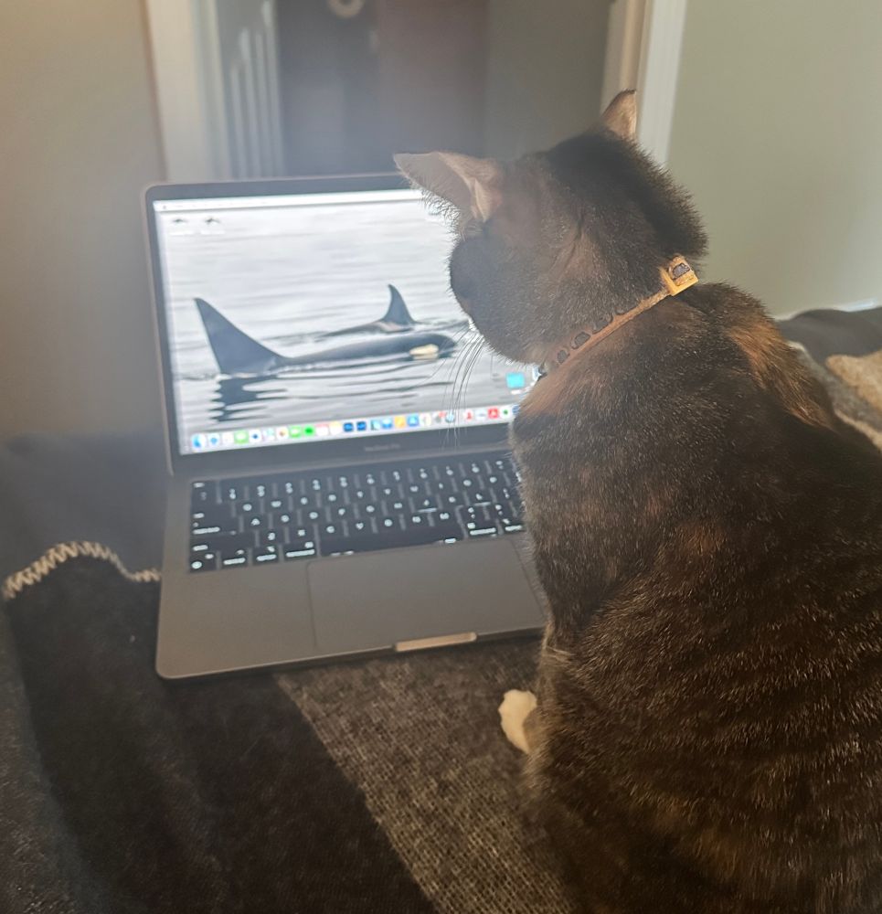 A torbie cat looks at a laptop screen with a photo of a killer whale as the desktop image 