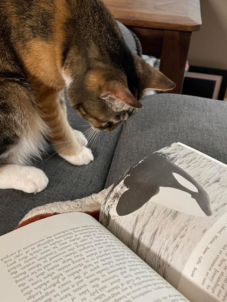 A torbie cat stares very intently with her down, gazing at a photo of a killer whale in a book 
