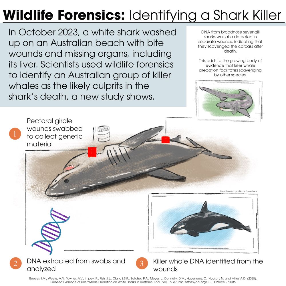 An infographic displaying the procedure of how scientists sampled the white shark and discovered killer whale DNA was present on the sounds. 