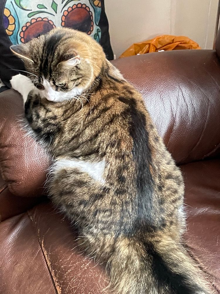 A long haired tabby & white cat sitting with her arms on the arm of a sofa, giving what can only be described as a shy glance over her shoulder 