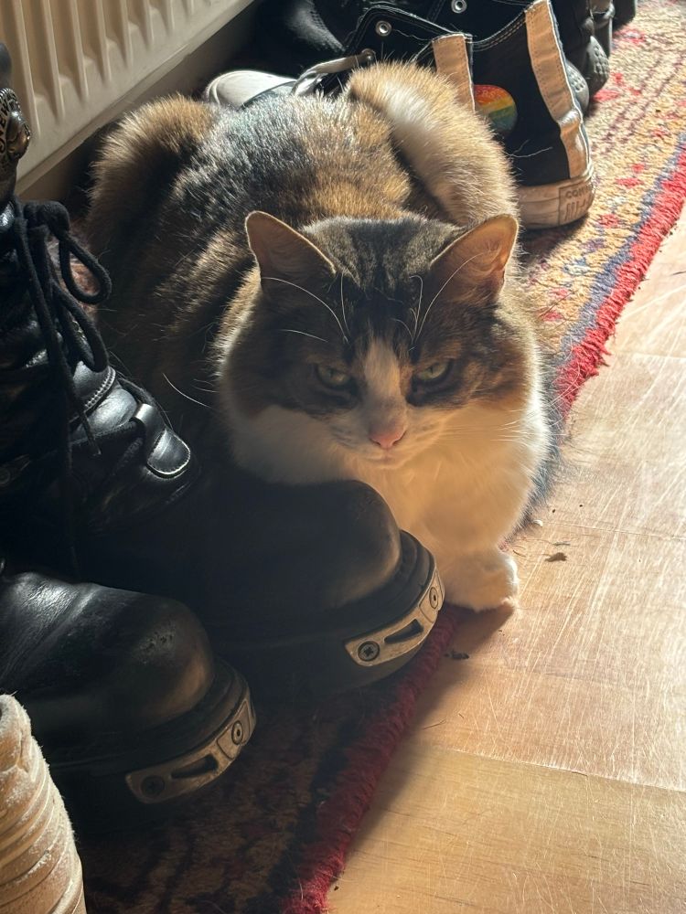 An absolutely furious looking tabby & white cat hanging out beside a pair of boots 