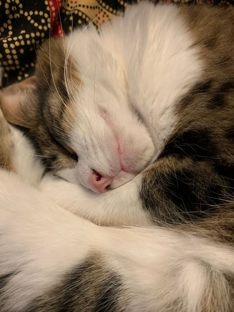 Close up of a white & tabby cat’s sleeping face. She’s using her little paw as a pillow, it’s all almost ridiculously cute 