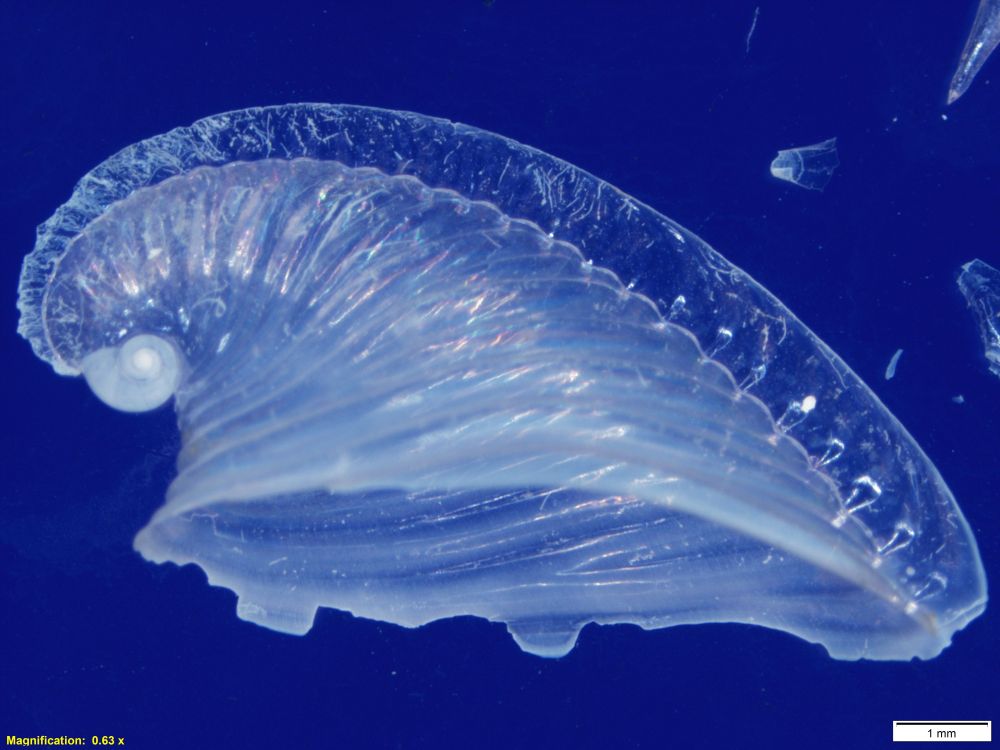 Close-up image of a transparent, spiral-shaped marine organism against a blue background, with a scale bar showing 1 mm for size reference.