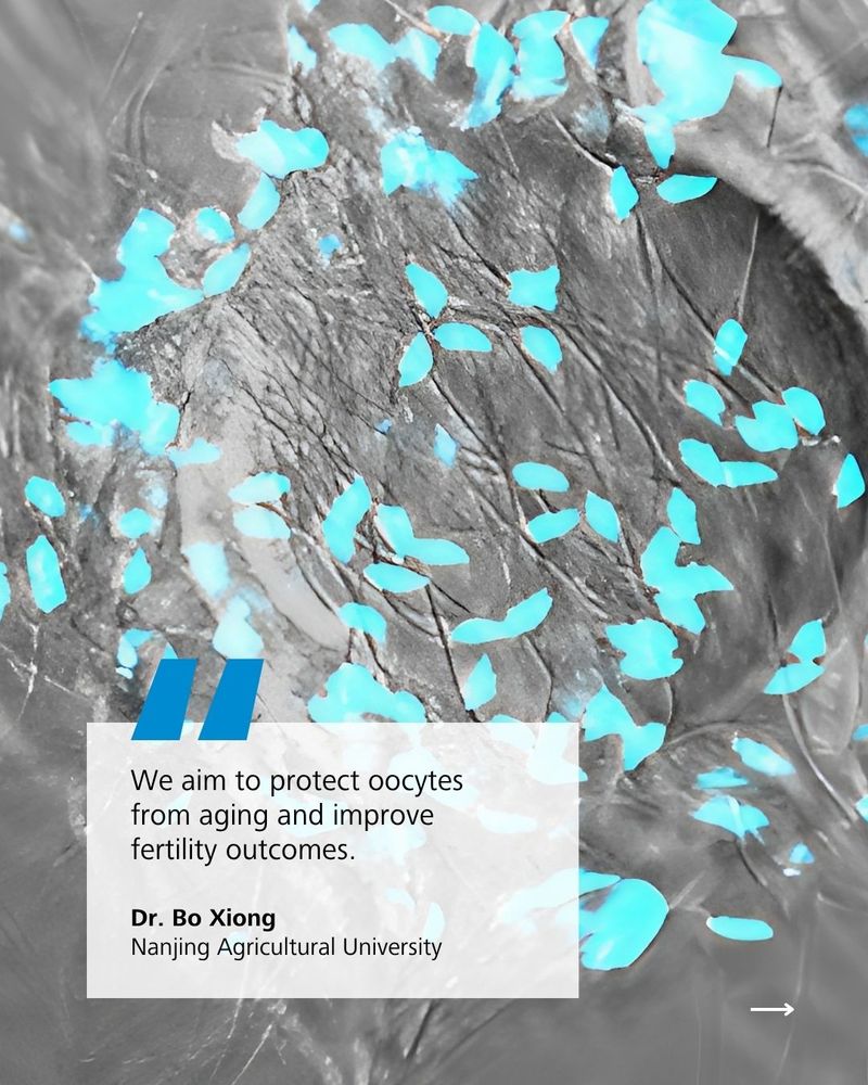 Microscopic view of tissue with blue-stained cells, overlaid with a quote box about oocyte protection from aging and fertility improvement by Dr. Bo Xiong of Nanjing Agricultural University.