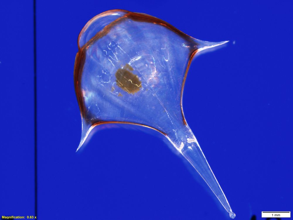 A transparent, triangular planktonic organism with a pointed tail and orange-edged ridges on a blue background; a scale bar marks 1 mm.