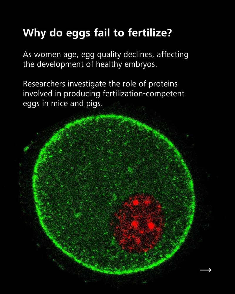 Fluorescent microscope image of an egg cell, with the nucleus highlighted in red and the surrounding cell in green, alongside text about egg quality and fertilization research.