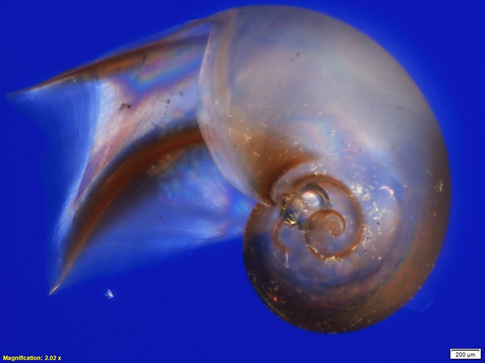Close-up image of a translucent, spiral-shaped shell against a solid blue background; magnification and scale bar visible in corners.