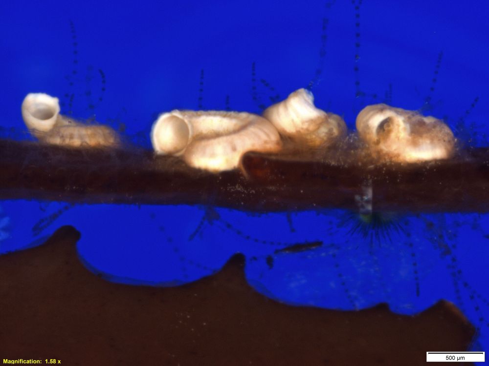 Several small white tube-like structures are attached to a brown surface, shown under magnification against a blue background. A scale bar indicates 500 micrometers.