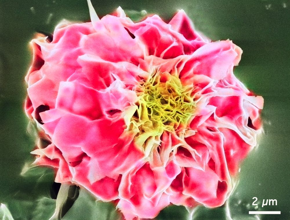 Microscopic image looking like a close-up of a vibrant pink rose. The petals appear soft and layered around a detailed yellow-green center. Scale at 2 µm shows magnification.