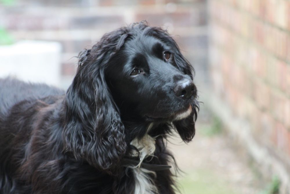 A black spaniel,with a white front,staring in a  whimsical way,and gentle way
