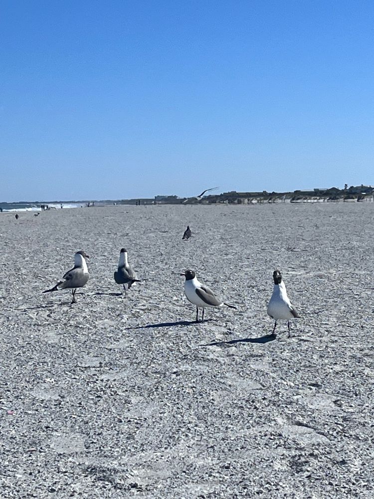 four seagulls staring me mad fucking down