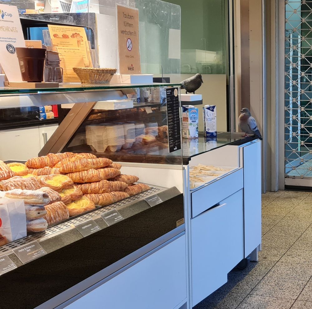 A pidgeon sitting on the counter of a bakery, expectedly staring at the employees behind the counter. Before it, a plastic crow meant to deter pidgeons is placed, which the pidgeon clearly does not acknowledge. To the side of it, a sign is visible on which "Please do not feed the Pidgeons" is written in german.