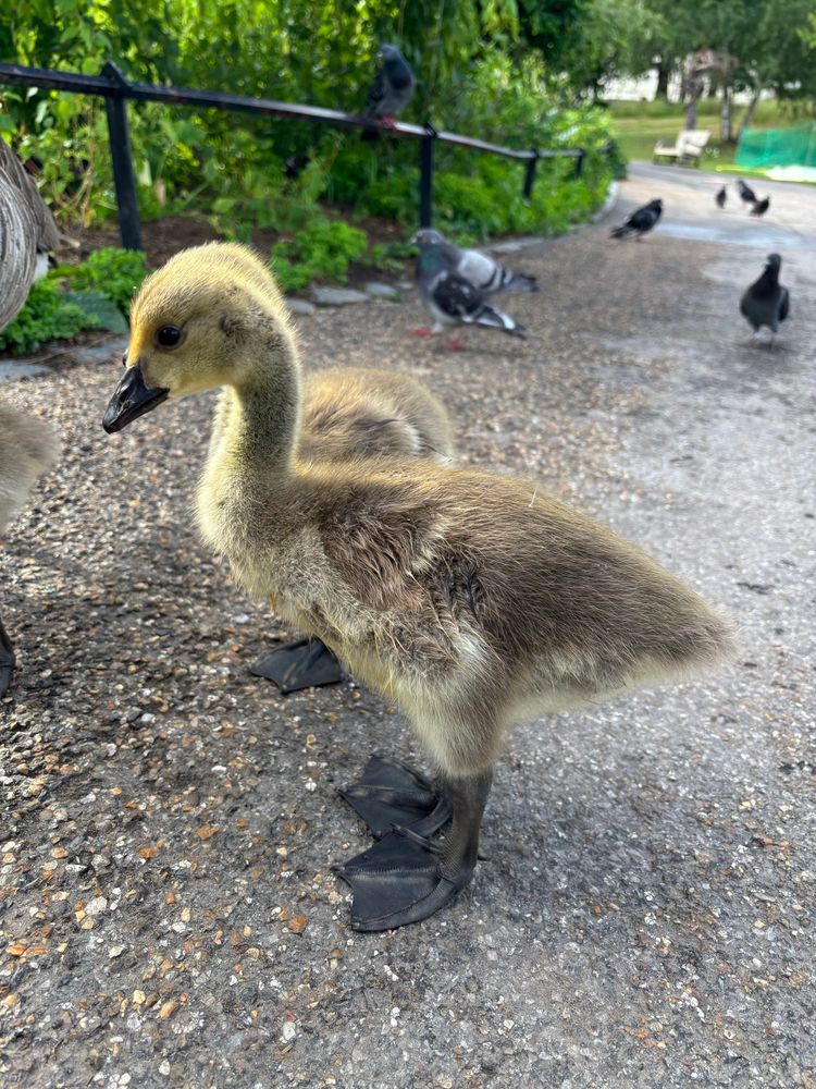 Two Canada goslings in St James’s Park.