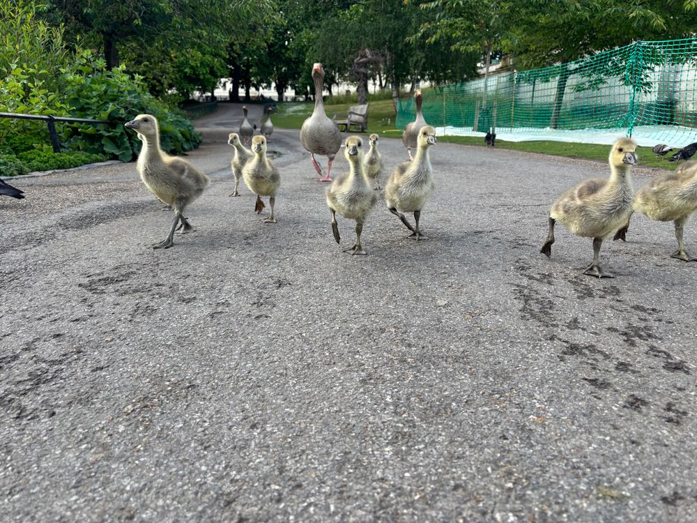 Eight goslings and their parents running along a path in St James’s Park, London.