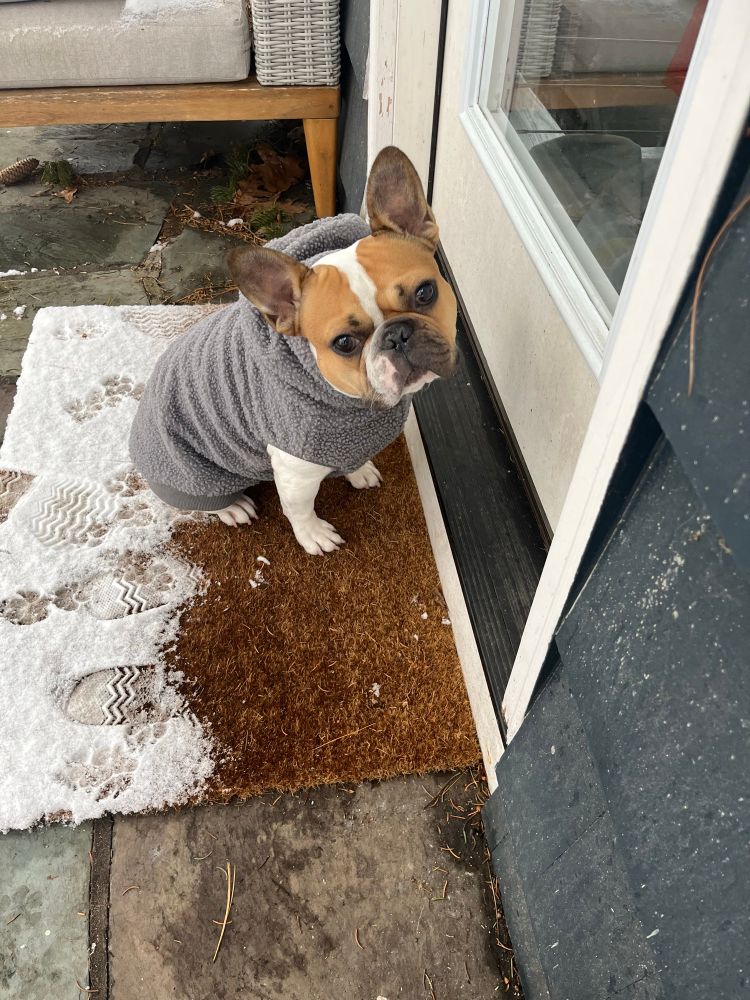 Mylo, an adorable French bulldog, in a sweater in the snow. 