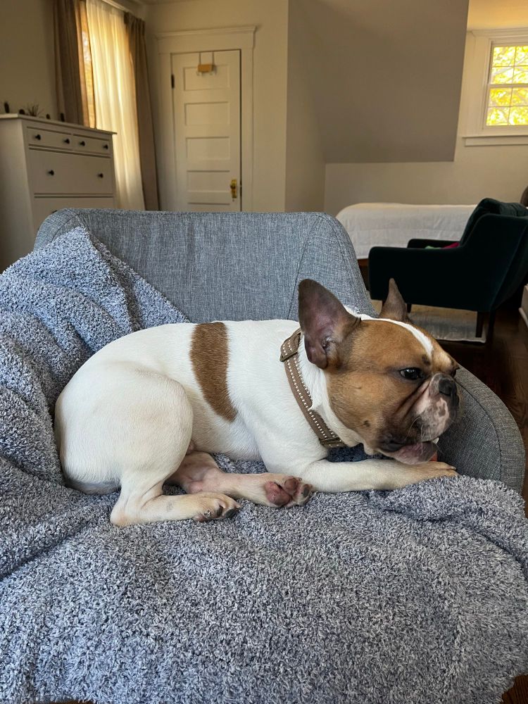 Mylo, literally the sweetest little dog ever. 