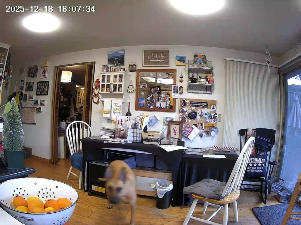 A blurry blonde malinois dog catches a treat thrown by the pet camera ( not visible) 
Behind the dog is a busy kitchen table covered in a black tablecloth a chair is to the right of the dog 
A white bowl of orange is in the fore ground.