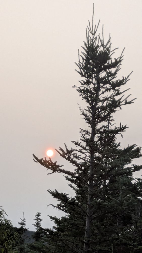 An alarmingly orange sun in a hazy sky with a prominent evergreen tree.