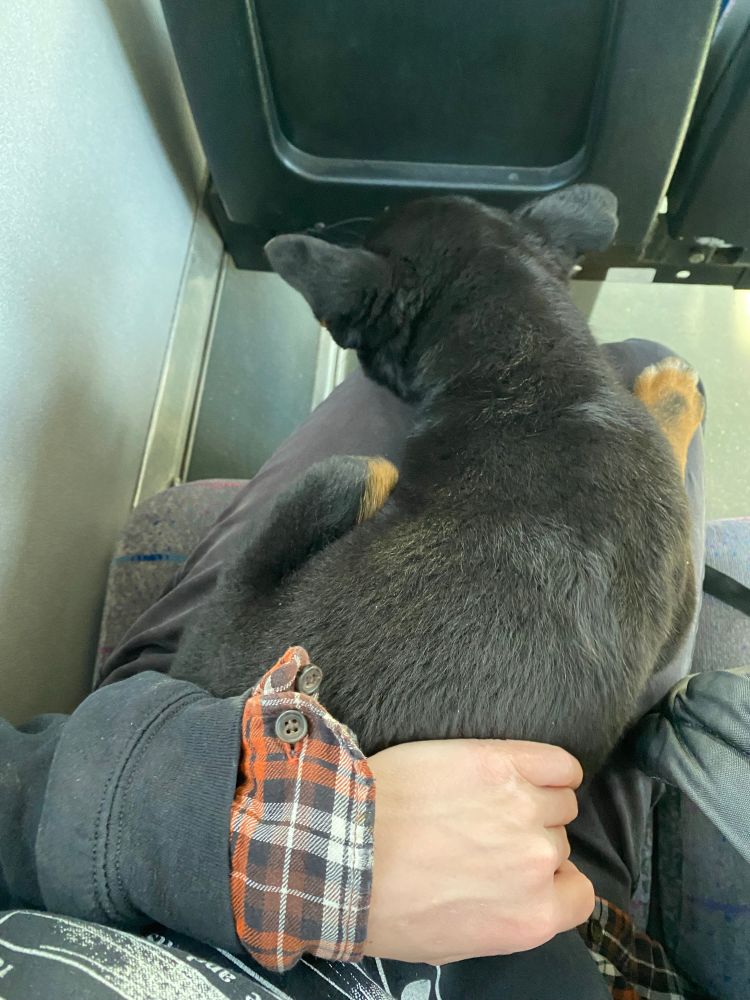 A puppy sitting on my lap on the bus