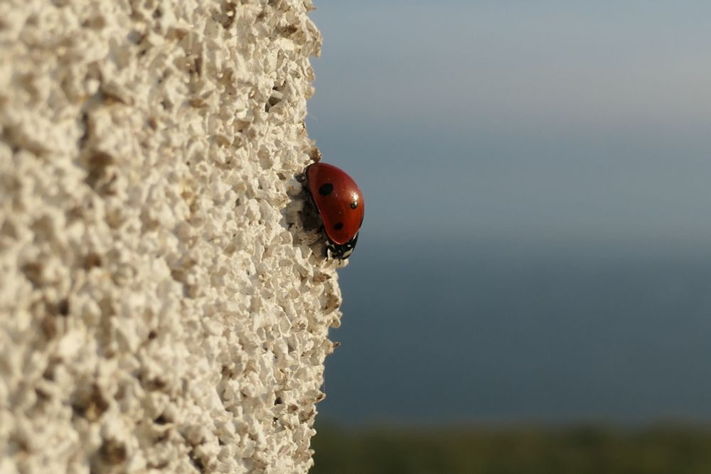 Seven-spot ladybird on the corner of the east and north walls of Sheringham Coastwatch building. The building is white and behind the ladybird in the blurred blue waters of the North Sea and the green grass leading to the edge of the cliff.