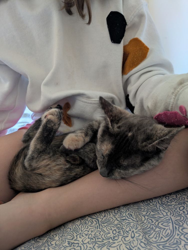 The formerly scared tortie kitten curled up in a human's lap, looking extremely cozy 