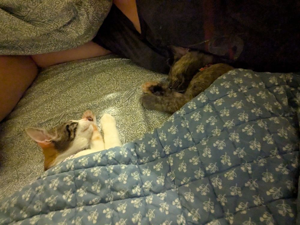 Two kittens sleep tucked under a blanket. Part of their human servant's torso and arm are visible in the background 