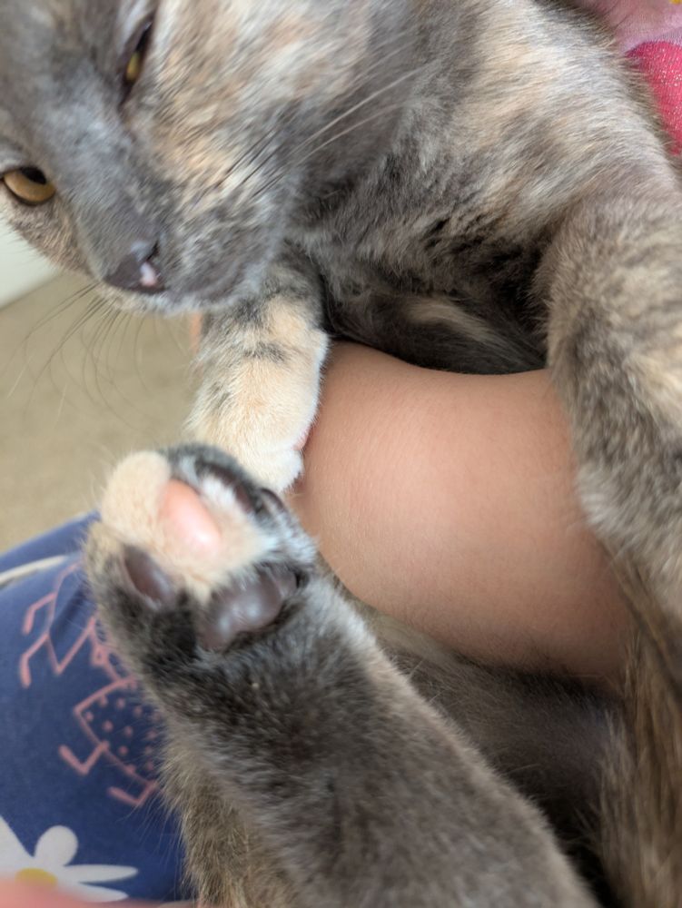 A dilute tortie kitten. In the foreground, her back foot has multicolored toe beans. In the background, her face looks annoyed but actually she is squinting because she just had antibiotic ointment applied to her left eye.