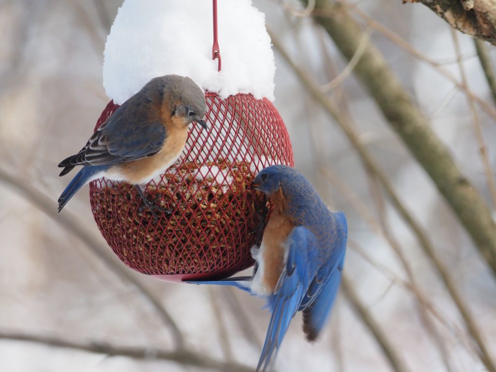 Two Eastern Bluebirds (f-left, m-right) on a snow-covered spherical bird feeder full of dried mealworms.
