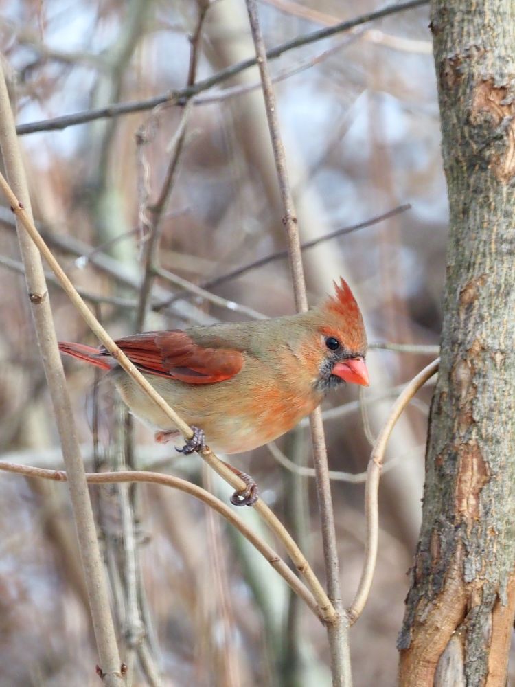 Northern Cardinal (f)