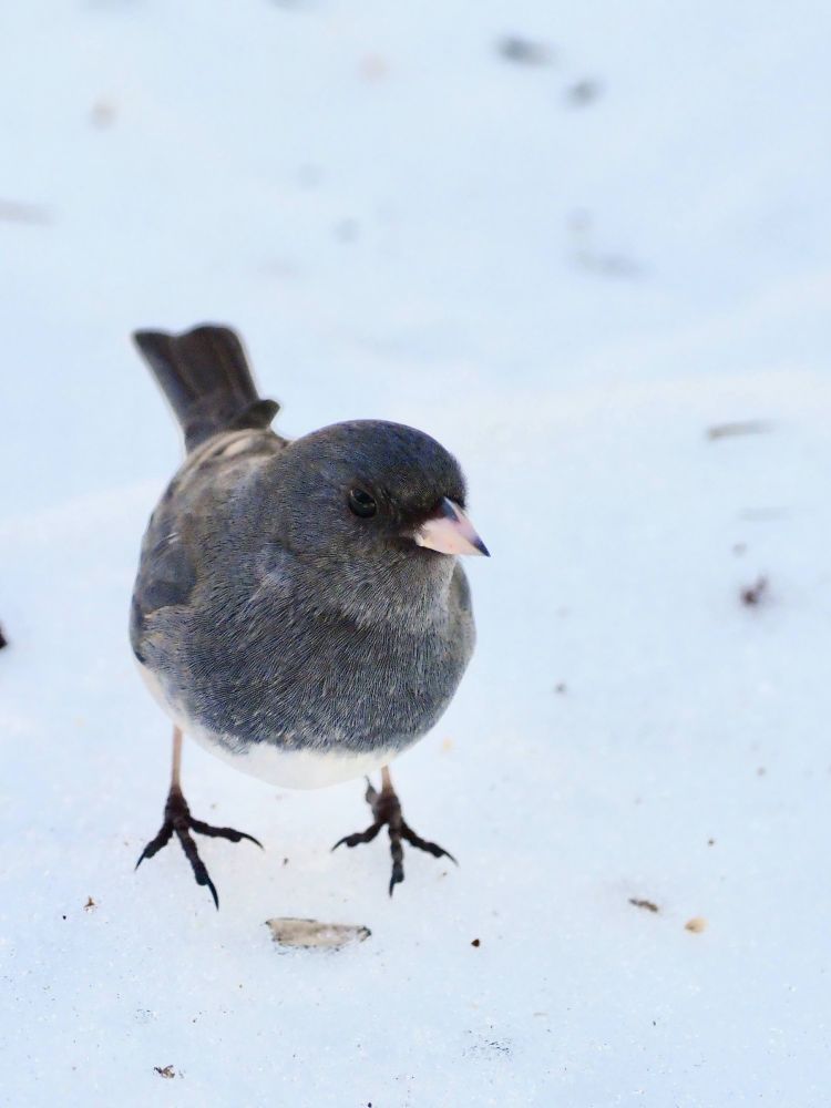 Dark-eyed Junco