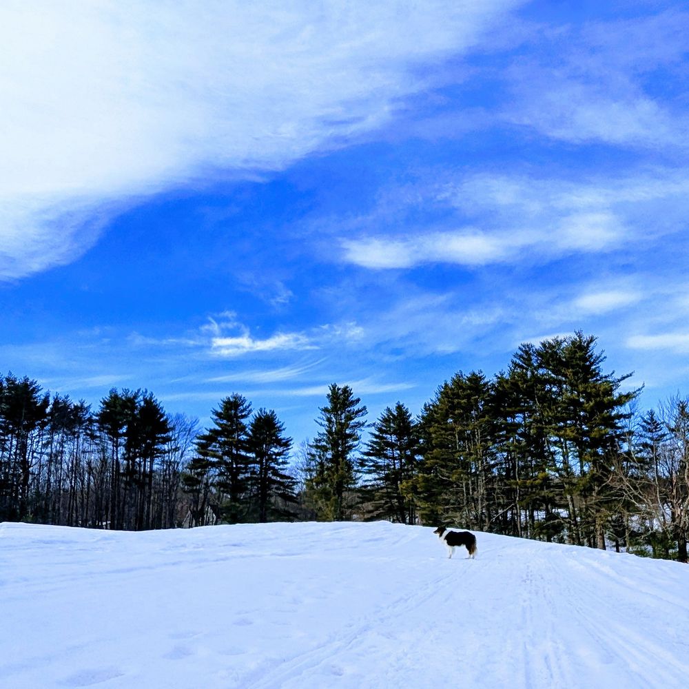 Red tri border collie stands far off on a snowy path in a field with tall trees nearby and a blue sky with wispy clouds overhead.